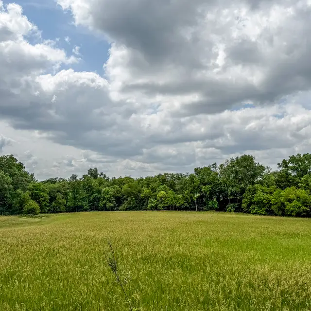Sweeping green pasture and tree canopy at Silver Springs