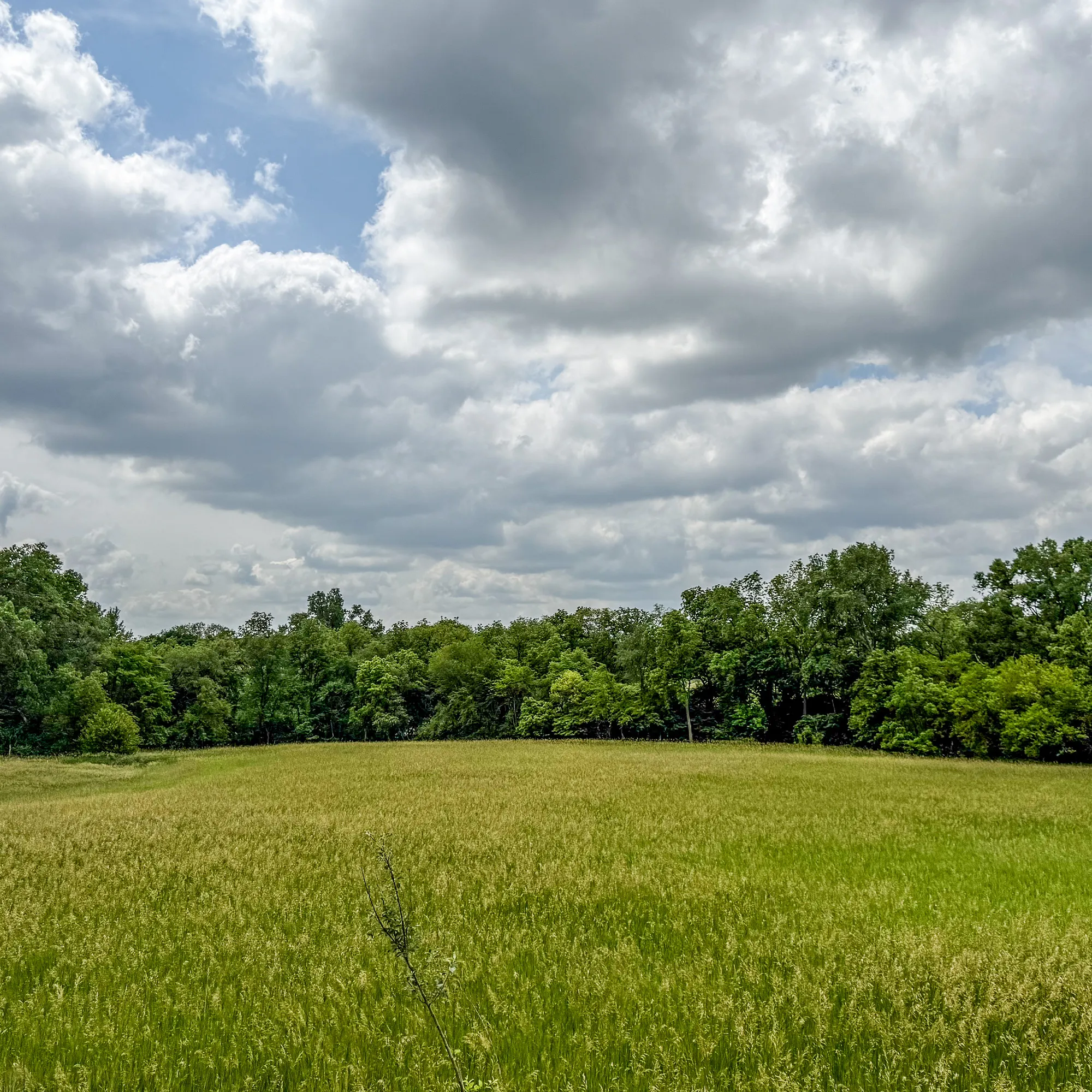 Sweeping green pasture and tree canopy at Silver Springs