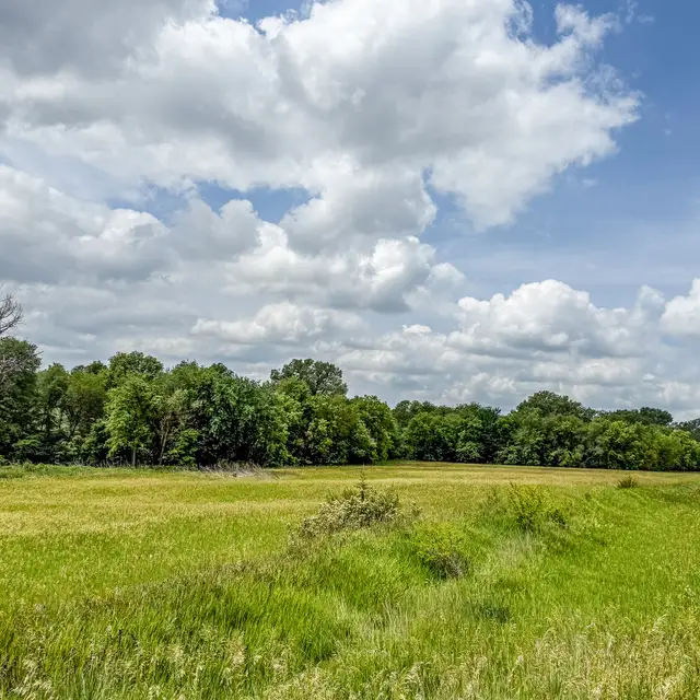 Open meadow and mature trees at Silver Springs Subdivision